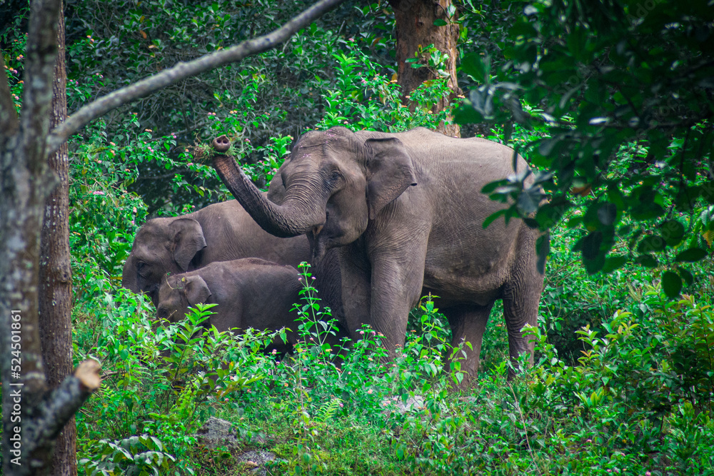 elephants in the forest 