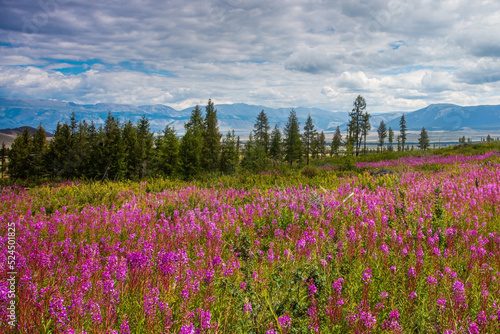 Flower meadow on the background of mountains