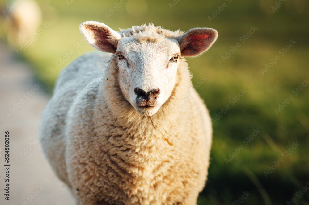 Schaf mit fokussiertem Blick