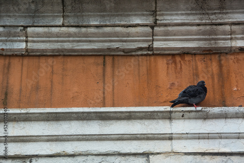 Pidgeon resting in a building at Venice, Veneto, Italy.