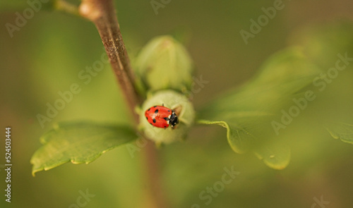 little ladybug on the green leaf of a tree