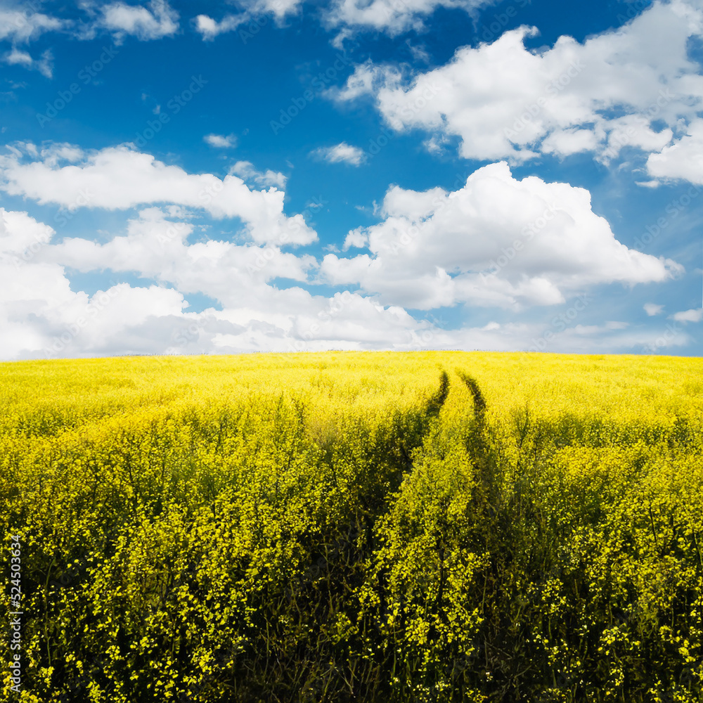 Obraz premium beautiful summer fields
