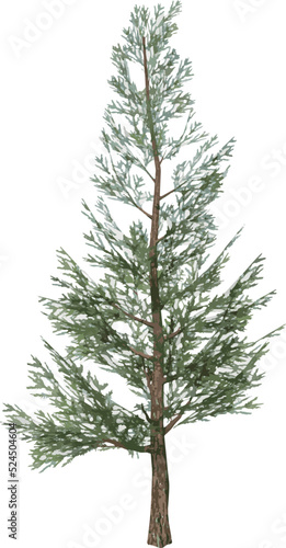 Front view of Plant  Pinus Pine 5  Tree illustration vector