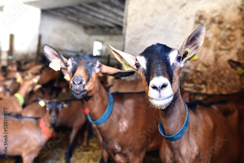 Un troupeau de chèvres dans une exploitation laitière qui donne du fromage en France