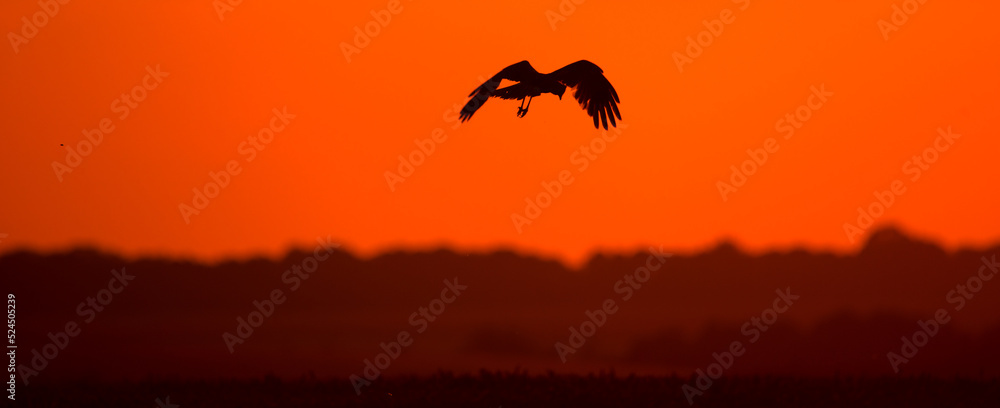 Silhouette of a bird on the background of the sunset.