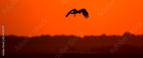 Silhouette of a bird on the background of the sunset.