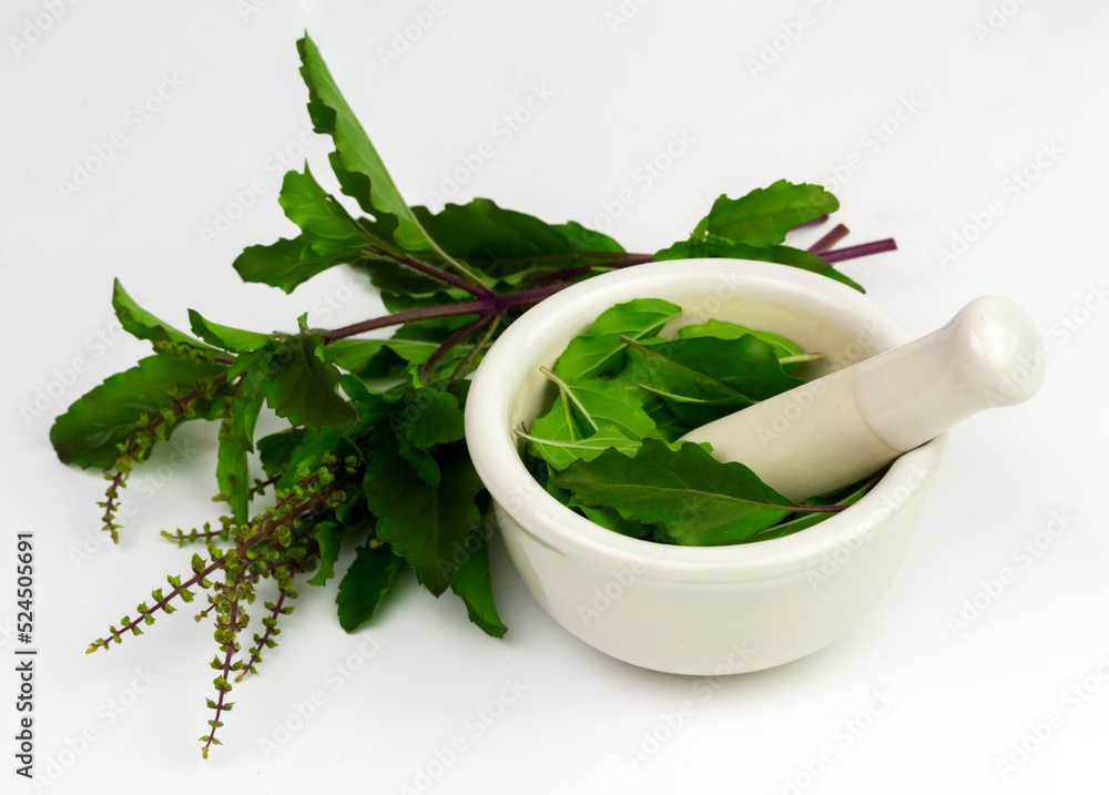Holy Basil or Tulsi in white mortar and pestle with branch isolated on white background.