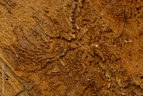 Les scolytes dans les épicéas 