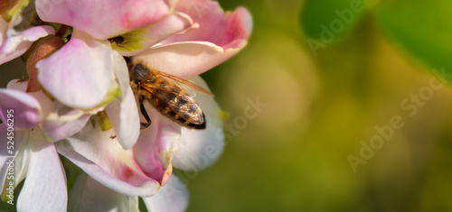 A honey bee collects honey from acacia flowers.