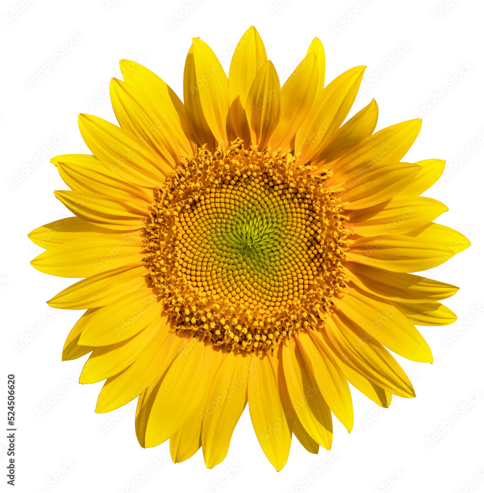 Fototapeta premium Sunflower flower on a white background close up.