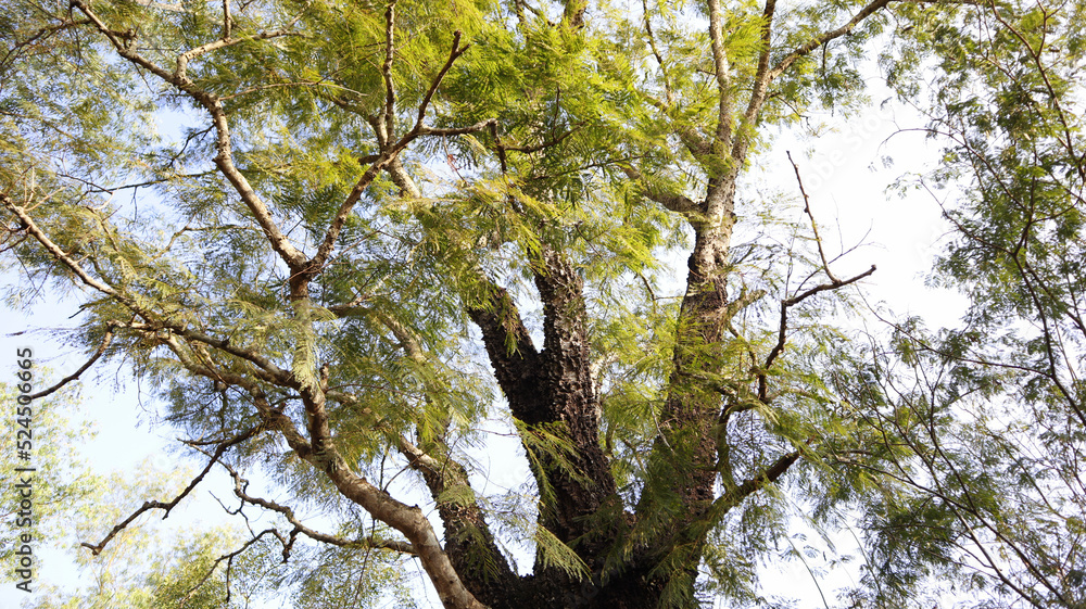 Baumlandschaft Momentaufnahme