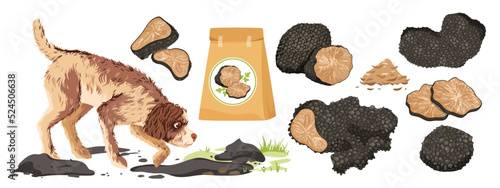 Black truffle mushroom set vector illustration. Cartoon isolated Lagotto Romagnolo dog hunting for truffle tubers, packaging with organic aroma product for cooking, fungi cut in half and slices