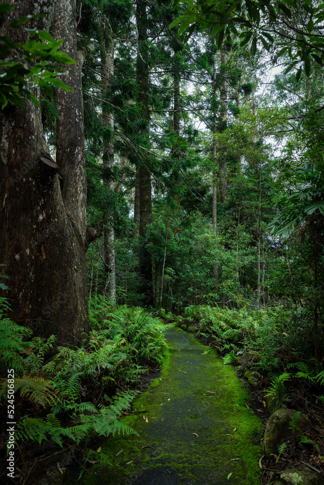 Path in lush rainforest with ancient trees