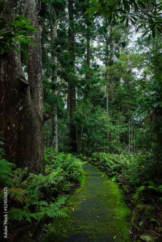 Path in lush rainforest with ancient trees