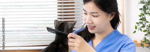 Veterinarian or animal nurse will examine your cat's physical and skin health in the hospital's veterinary room, Cute cat during treatment, Care and treatment, Animal hospital.