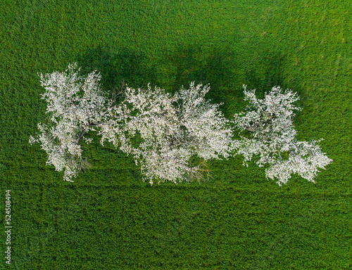 Spring Season Drone Photo, Gerze Sinop, Turkey photo