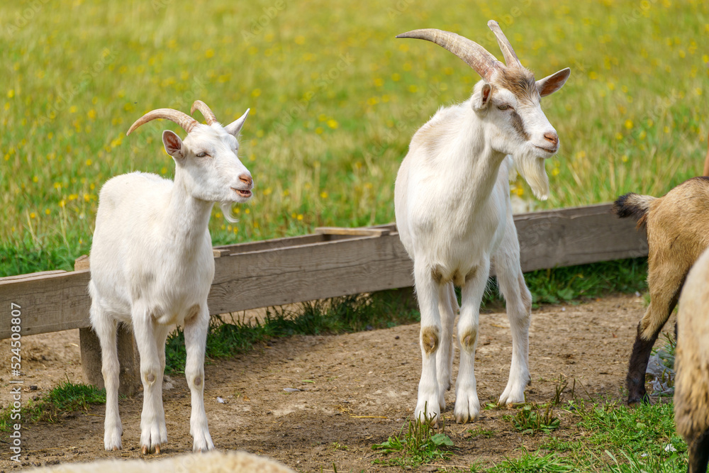 Beautiful white goat. Home pet on the farm. Beautiful white goat. Home pet on the farm.