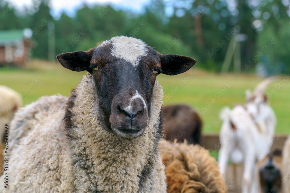 Sheep on the farm. Domestic animal sheep.