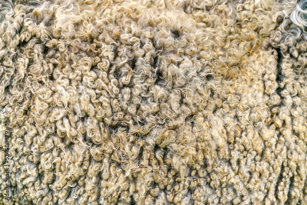 Sheep wool texture. Golden fleece - sheep fur. Sheep wool texture. Golden fleece - sheep fur.