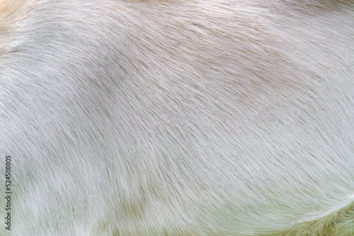 The texture of the wool of a white goat. White animal skin.