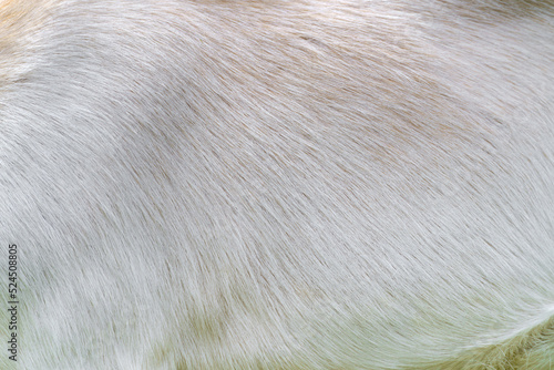 Obraz na plátně The texture of the wool of a white goat. White animal skin.