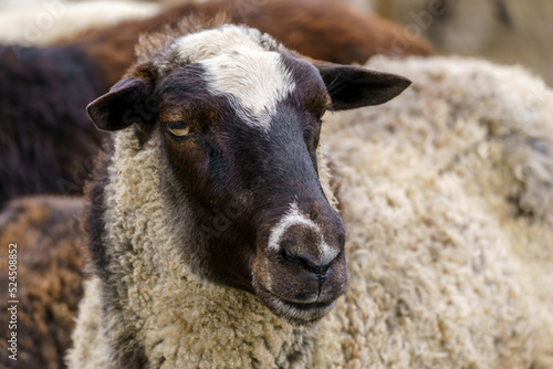 Sheep on the farm. Domestic animal sheep.