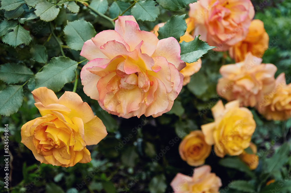 Bush of yellow roses in the garden. Beauty and tenderness. Nature Bush of yellow roses in the garden. Beauty and tenderness. Nature