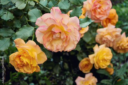 Bush of yellow roses in the garden. Beauty and tenderness. Nature