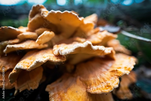 Champignons Mushrooms