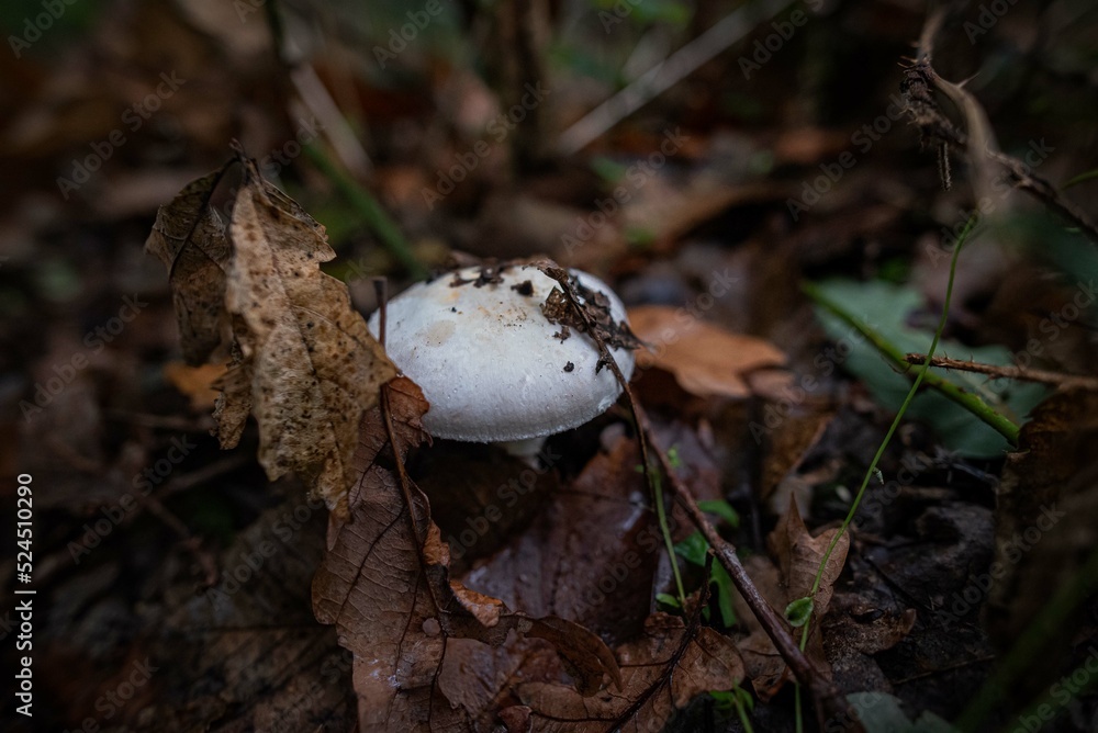 Champignons Mushrooms Champignons Mushrooms