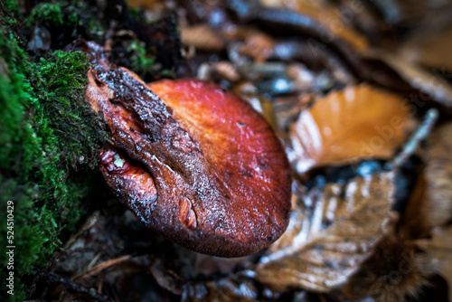 Fototapeta Naklejka Na Ścianę i Meble -  Champignons Mushrooms