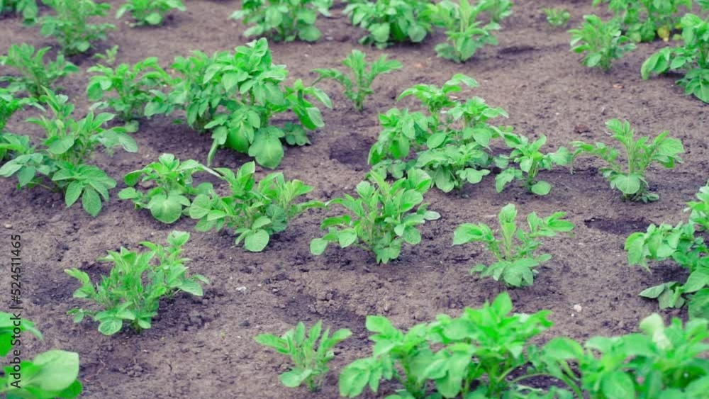 A green bush of a growing potato in a garden bed grows in the soil close-up. Smooth camera movement A green bush of a growing potato in a garden bed grows in the soil close-up. Smooth camera movement