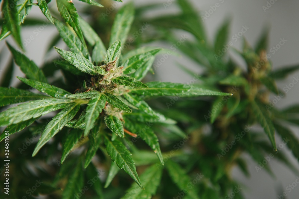 Flower bud of cannabis Satival in the greenhouse, marijuana flower bud background, herbal medicine Flower bud of cannabis Satival in the greenhouse, marijuana flower bud background, herbal medicine