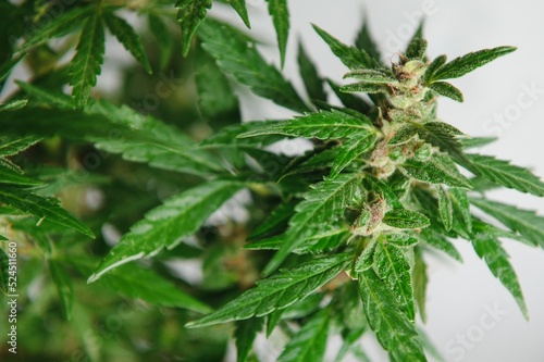 marijuana bud closeup , marihuana macro
