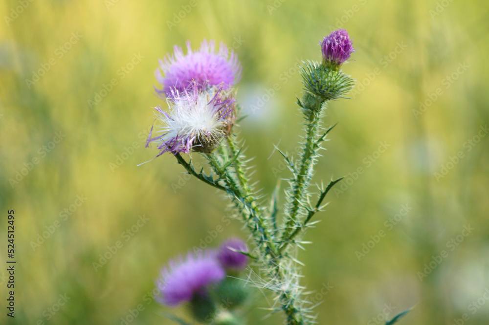 Closeup of spiny plumeless thistle flowers with yellow green blurred background Closeup of spiny plumeless thistle flowers with yellow green blurred background