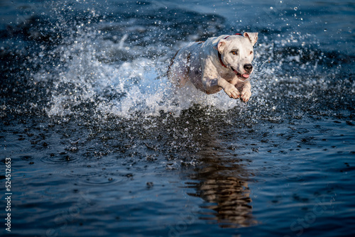 the pit bull terrier jumps into the water and scatters the drops around