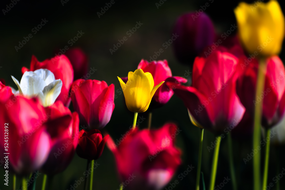 花壇に咲くチューリップ