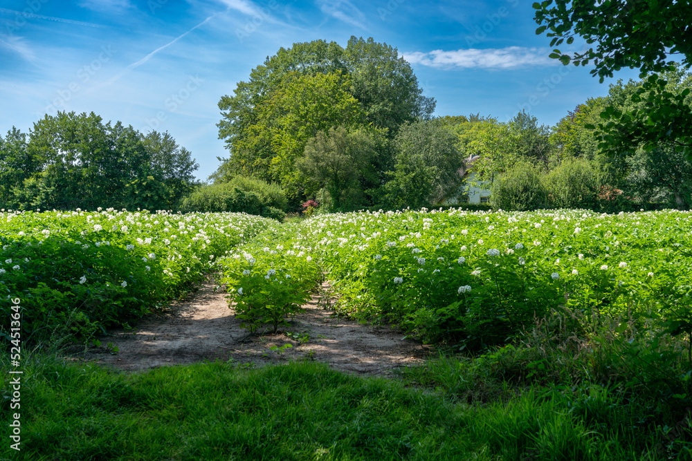 Potato field in from of farm house near Slichtenhorst in The Netherlands.