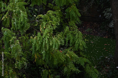 green moss on the tree