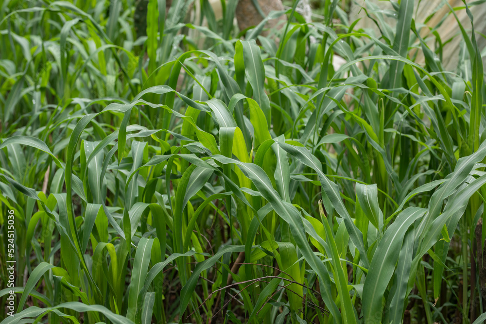 close up of a corn crop in the field, with copy space close up of a corn crop in the field, with copy space