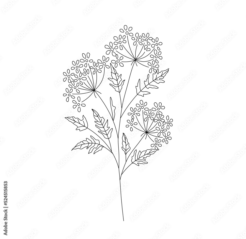Vector isolated cow parsley flowers colorless black and white contour