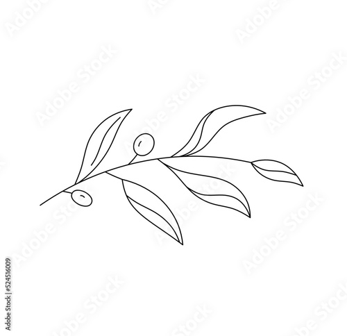 Vector isolated one olive branch with olives and leaves colorless black and white contour line easy drawing