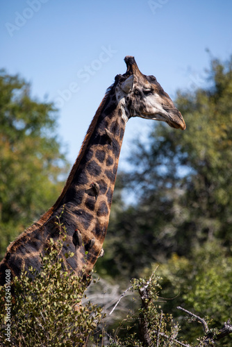 Photograph of an African giraffe with its long neck enjoying the wildlife of the African savannah in South Africa  this herbivorous animal is one of the stars of African safaris.