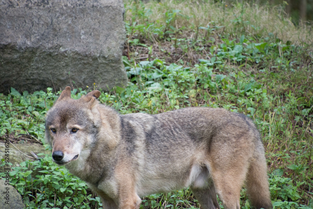 Fototapeta premium タイリクオオカミ