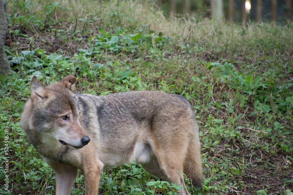 タイリクオオカミ