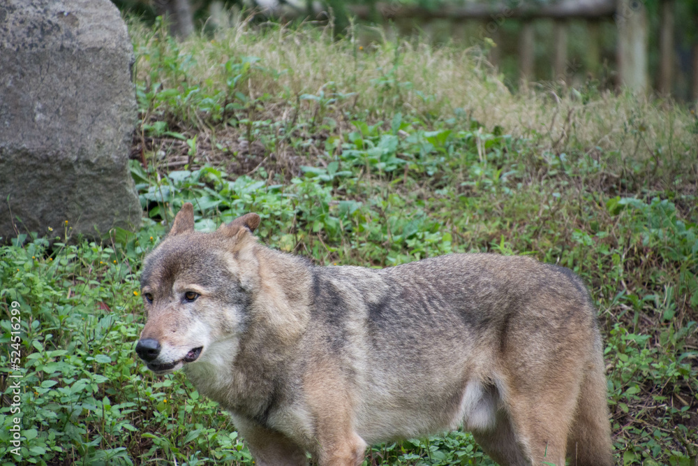 Obraz premium タイリクオオカミ