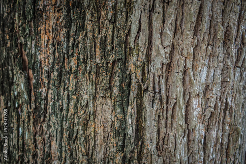 background image abstract pattern of tree bark