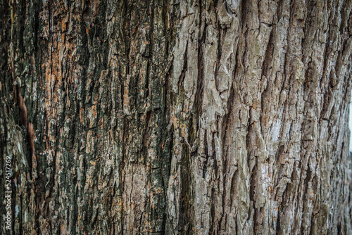 Fototapeta Naklejka Na Ścianę i Meble -  background image abstract pattern of tree bark