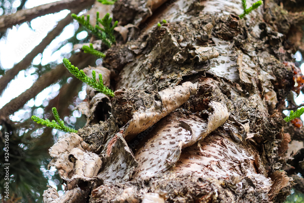 Fototapeta premium Photograph of pine trunks found Rio Grande do Sul, Brazil.