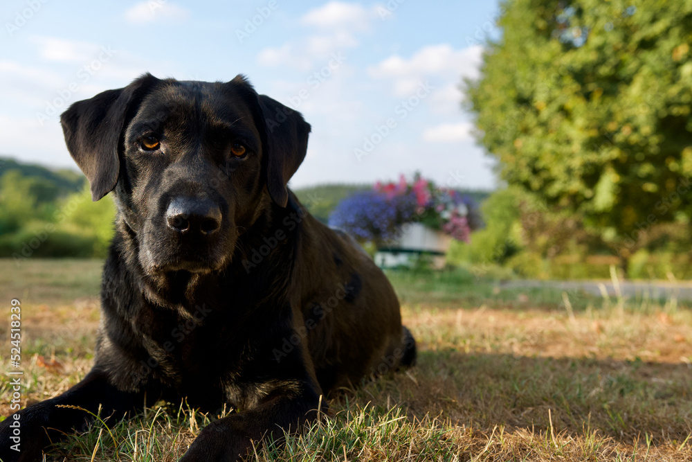 Beautiful lying on grass labrador dog portrait with in the background a colorful flowers pot in a Belgium countryside called condroz. There is a sunset light and this is summer.